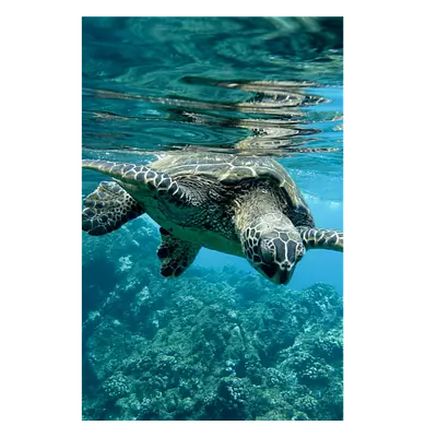 Фото на холсте черепаха, размера 50x75