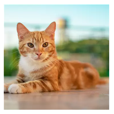 Фото на холсте рыжий кот, размера 100x100