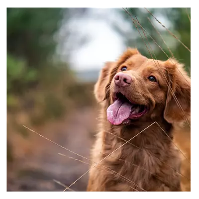 Фото на холсте собака, размера 60x60