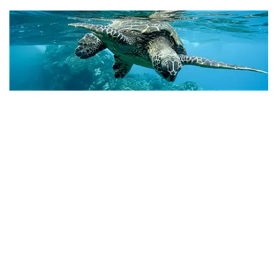 Фото на холсте черепаха, размера 120x40