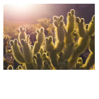 Фото на холсте кактусы 40 x 30 см.