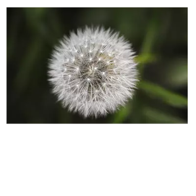 Фото на холсте одуванчик, размера 60x40