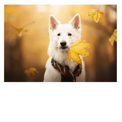 Фото на холсте собака с жёлтым листом, размера 100x70