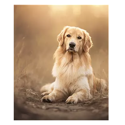 Фото на холсте собака на тропинке, размера 50x60