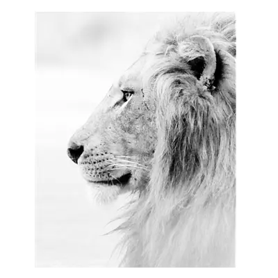 Фото на холсте лев в светлых тонах, размера 40x50