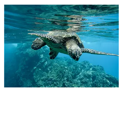 Фото на холсте черепаха 40х30 см с доставкой.