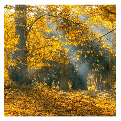 Фото на холсте осенний лес, размера 30x30