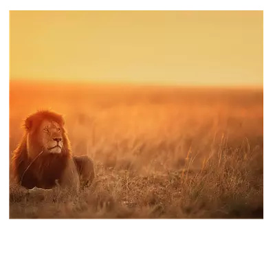 Фото на холсте лев в саванне, размера 60x50