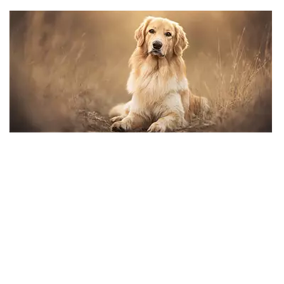 Фото на холсте собака на тропинке, размера 60x30
