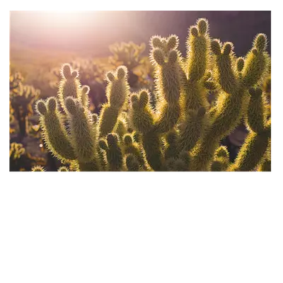 Наслаждайтесь красотой кактусов в своем интерьере!