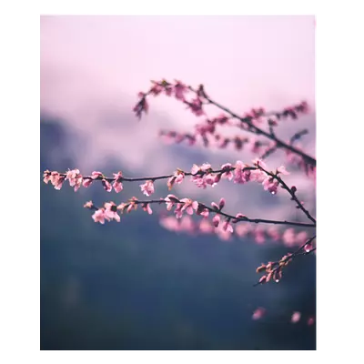 Фото на холсте сирень, размера 50x60