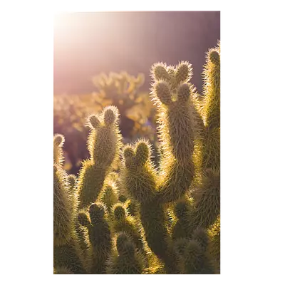 Фото на холсте кактусы, размера 30x45