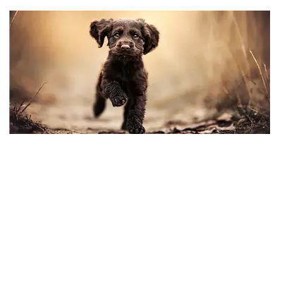 Фото на холсте бегущая по тропинке собака, размера 80x40