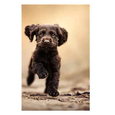 Фото на холсте бегущая по тропинке собака, размера 40x60