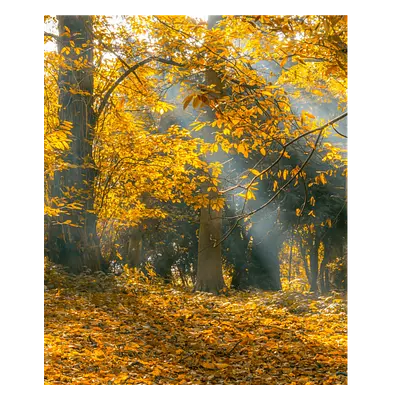 Фото на холсте осенний лес, размера 50x60