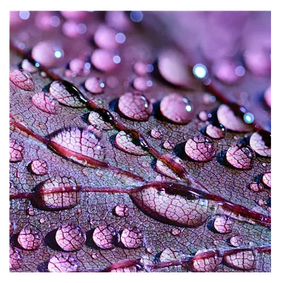 Фото на холсте капли на листе, размера 40x40