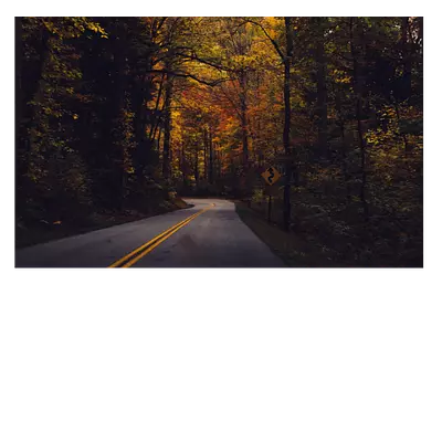 Фото на холсте дорога в лесу, размер 30 x 20 см, длина до 220 символов.