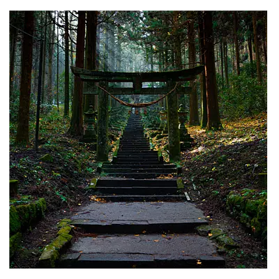 Фото на холсте лестница в лесу, размера 30x30