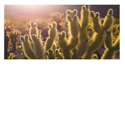 Фото на холсте кактусы, размера 80x40