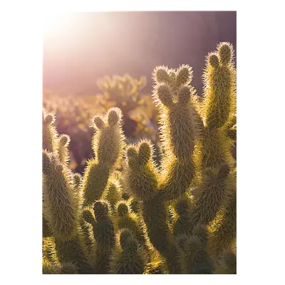 Фото на холсте кактусы, размера 60x80