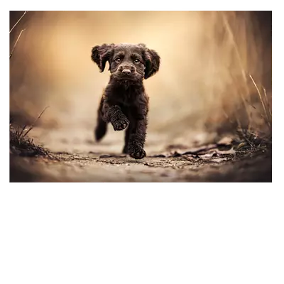 Фото на холсте бегущая по тропинке собака, размера 120x80