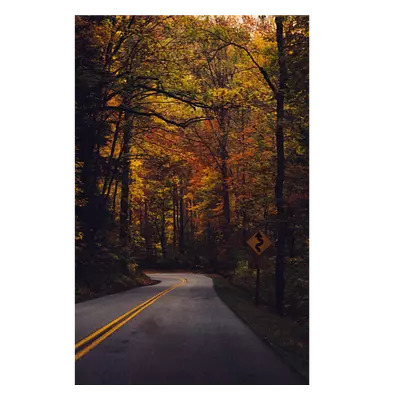 Фото на холсте дорога в лесу, размера 30x45