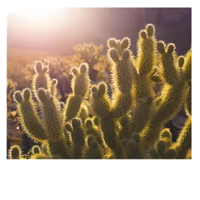 Фото на холсте кактусы, размера 60x50