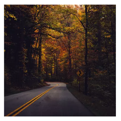 Фото на холсте дорога в лесу, размера 50x50