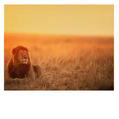 Лев на холсте. саванна. 50х40 см.