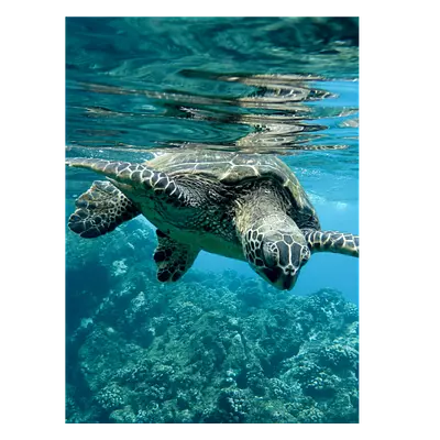 Фото на холсте черепаха, размера 30x40