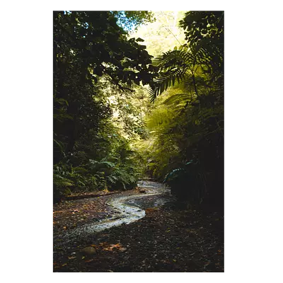 Фото на холсте тропический ручей, размера 80x120