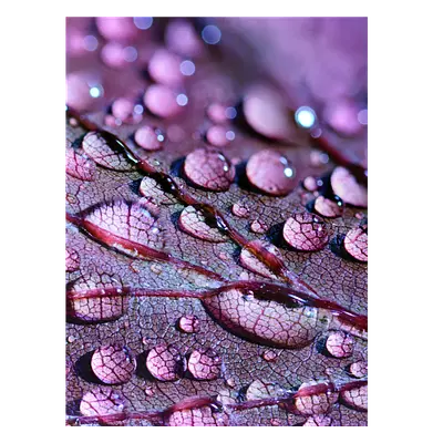 Фото на холсте капли на листе, размера 60x80