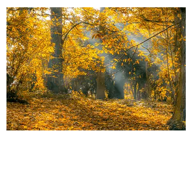 Фото на холсте осенний лес, размера 100x70