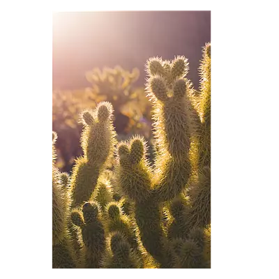Фото на холсте кактусы, размера 20x30