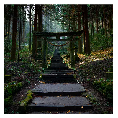 Фото на холсте лестница в лесу, размера 60x60