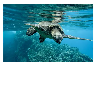 Фото на холсте черепаха, размера 120x80