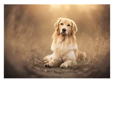 Фото на холсте собака на тропинке, размера 70x50