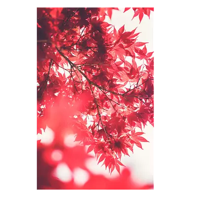 Фото на холсте красные листья, размера 40x60