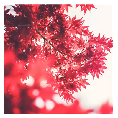 Фото на холсте красные листья, размера 80x80