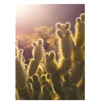 Фото на холсте кактусы, размера 30x40