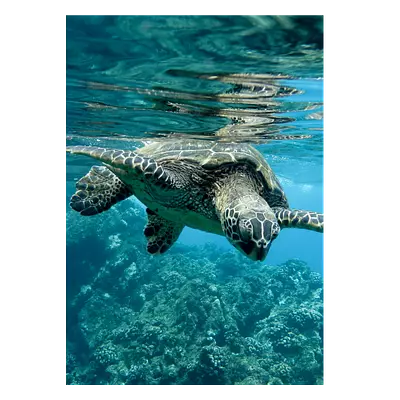 Фото на холсте черепаха, размера 50x70