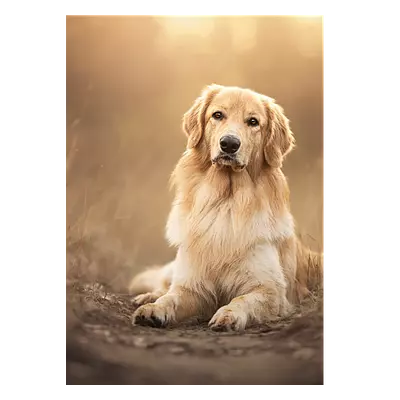 Фото на холсте собака на тропинке, размера 50x70