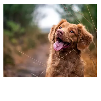 Фото на холсте собака, размер 50 x 40