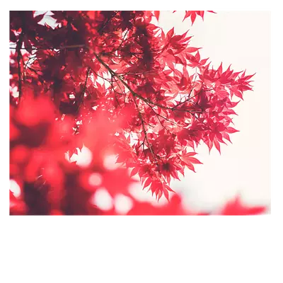 Фото на холсте «красные листья» 50х40 см