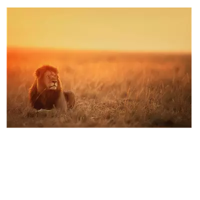 Фото на холсте лев в саванне, размера 90x60