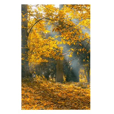 Фото на холсте осенний лес, размера 80x120