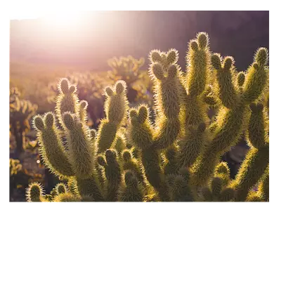 Фото на холсте кактусы, размера 80x60