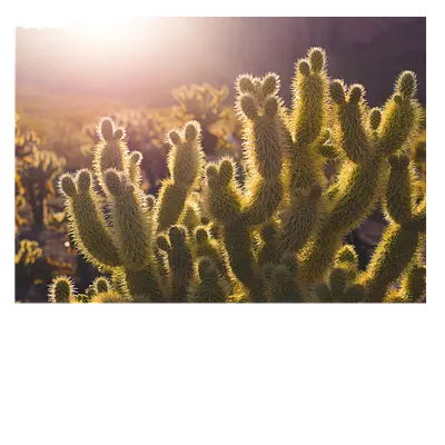 Фото на холсте кактусы, размера 70x50