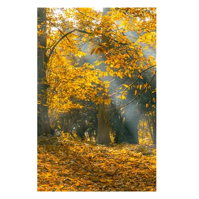 Фото на холсте осенний лес, размера 50x75