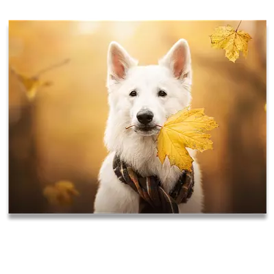 Фото на холсте собака с жёлтым листом, размера 80x60